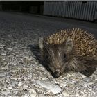 suizidgefährdeter Jung-Igel