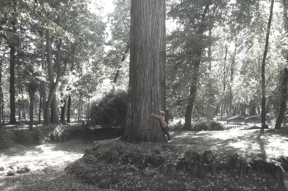 SUJETANDO EL ARBOL