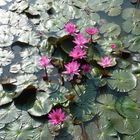 Sukhothai, Lotos Flowers