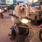 Sukhothai - Tierischer Mopedfahrer