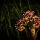 Sukkulente im Abendlicht