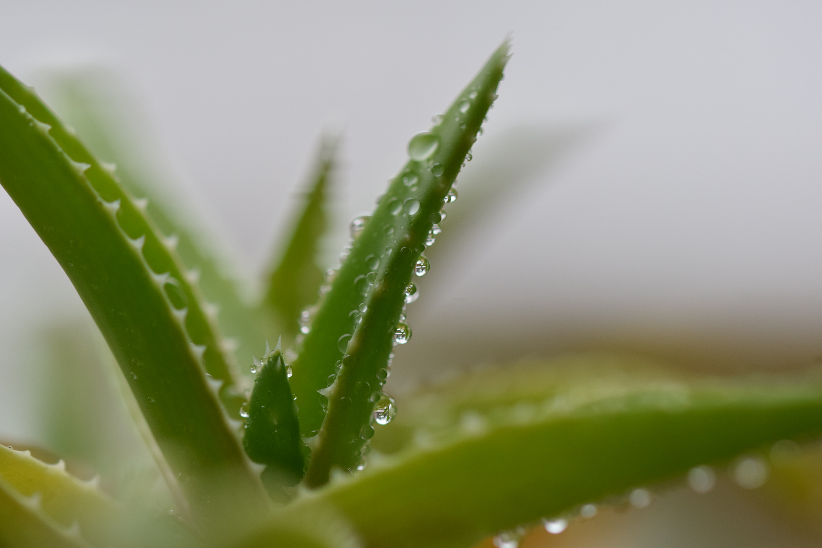 Sukkulente mit Wassertropfen