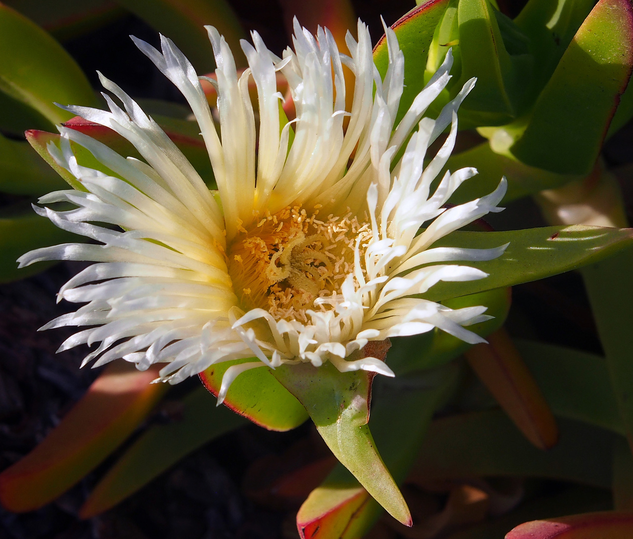 Sukkulenten-Blüte