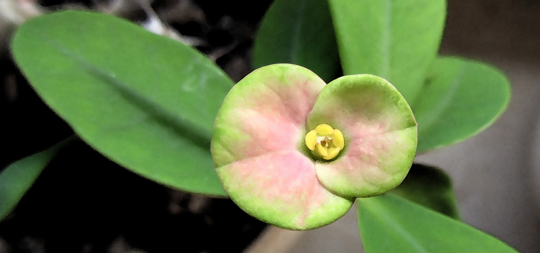 Sukkulenten-Blüte Aquarell