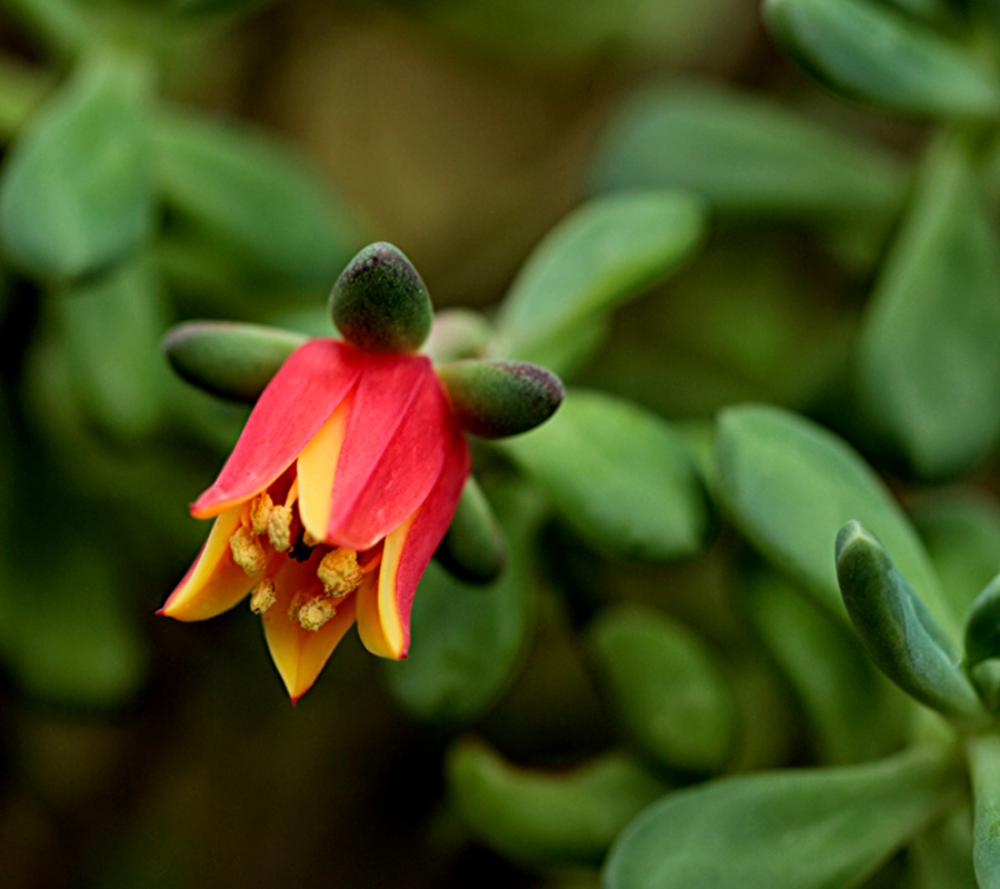 Sukkulenten-Blüte  -  Echeveria