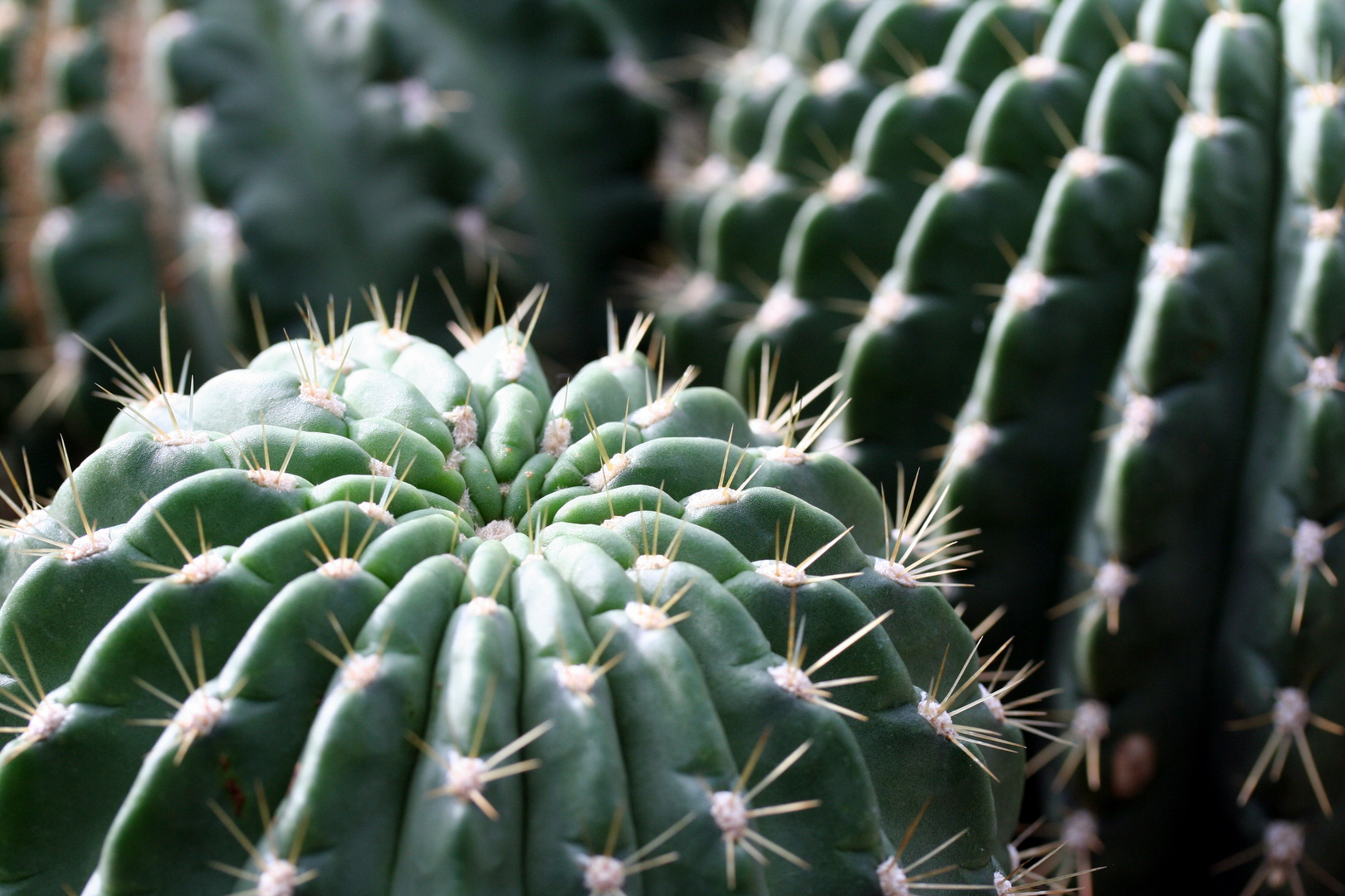 Sukkulenten Botanischer Garten