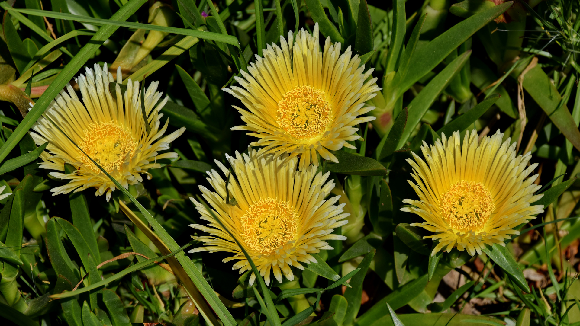 Sukkulenten Carpobrotus