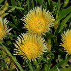 Sukkulenten Carpobrotus