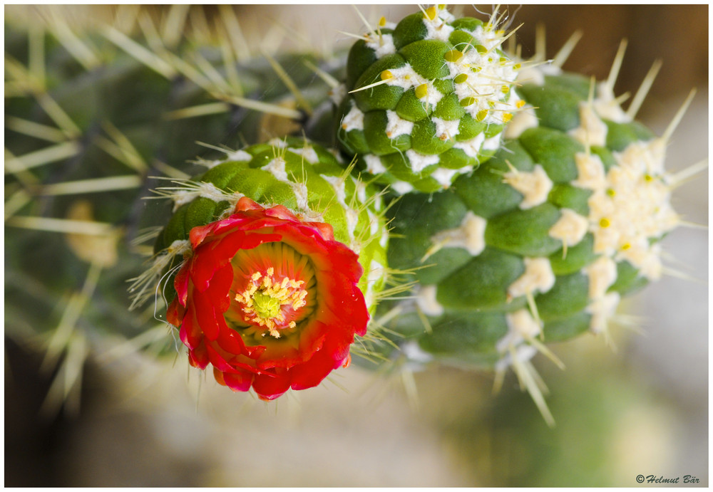 Sukkulentenblüte