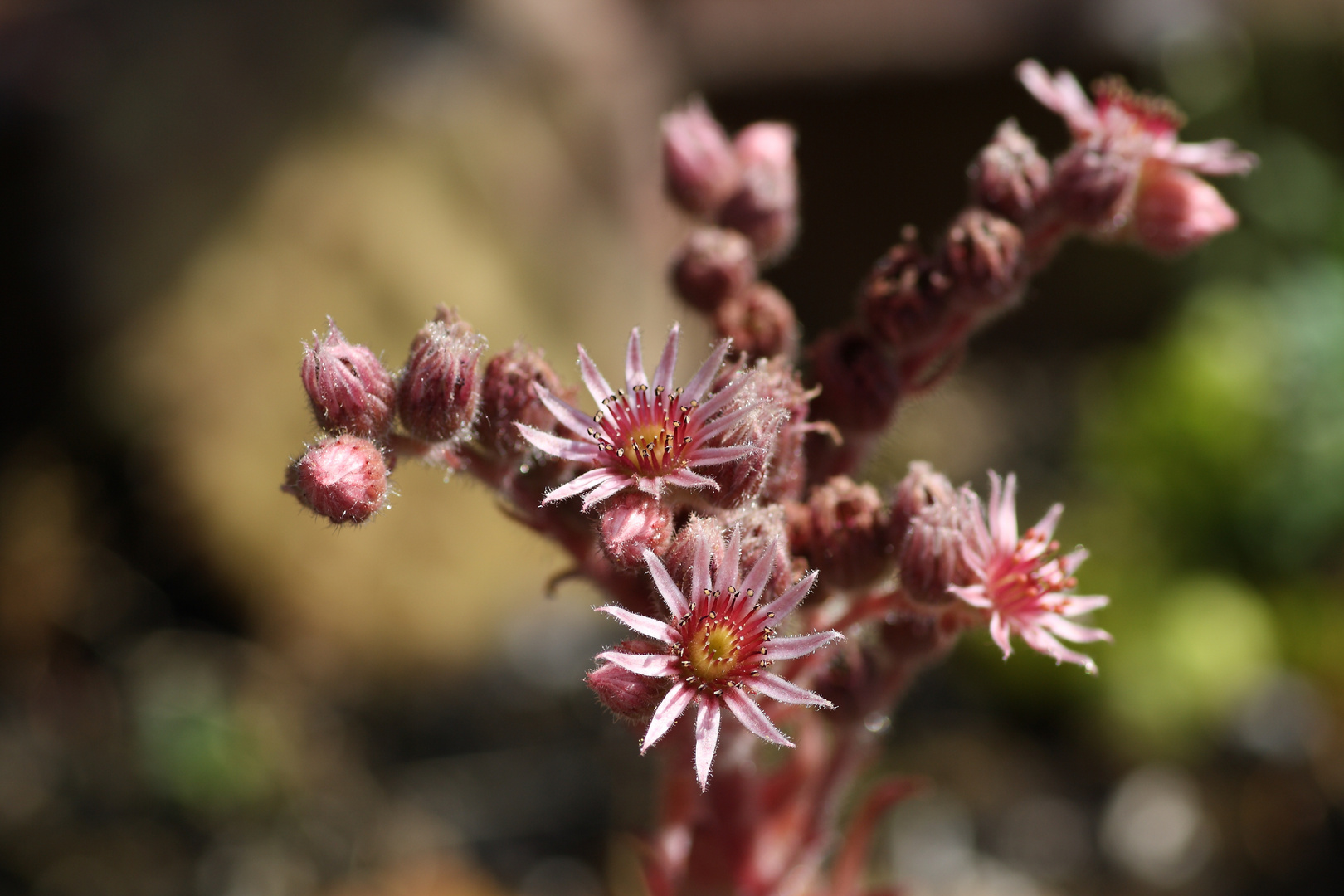 Sukkulentenblüte