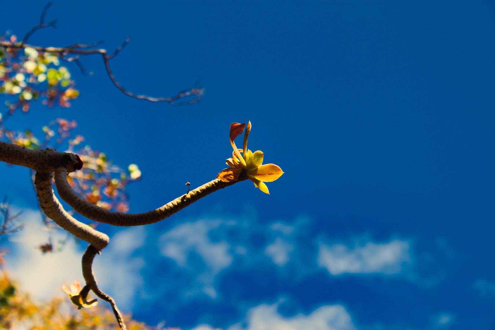 Sukkulentenblüten im Kakteenpark auf Gran Canaria