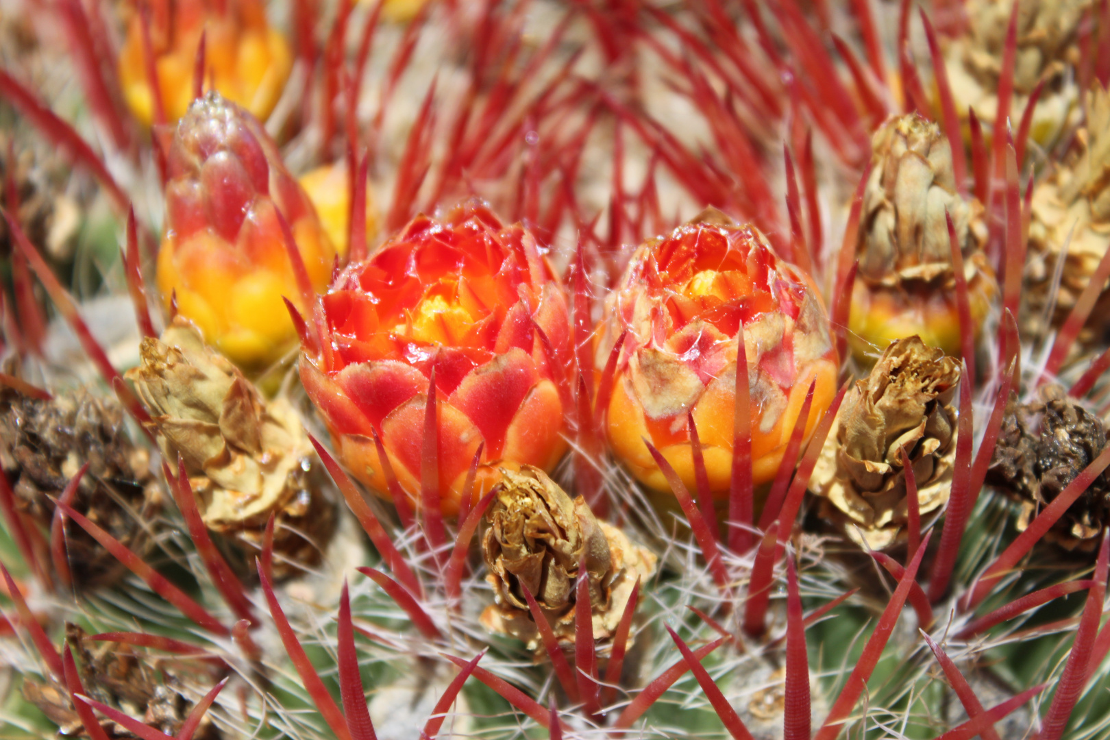 Sukkulentenblüten im Kakteenpark auf Gran Canaria