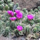 Sukkulentenblüten im Kakteenpark auf Gran Canaria