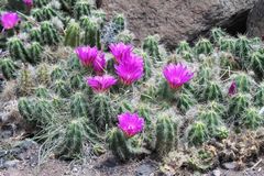 Sukkulentenblüten im Kakteenpark auf Gran Canaria