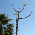 Sukkulentenblüten im Kakteenpark auf Gran Canaria