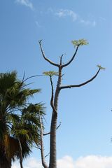 Sukkulentenblüten im Kakteenpark auf Gran Canaria