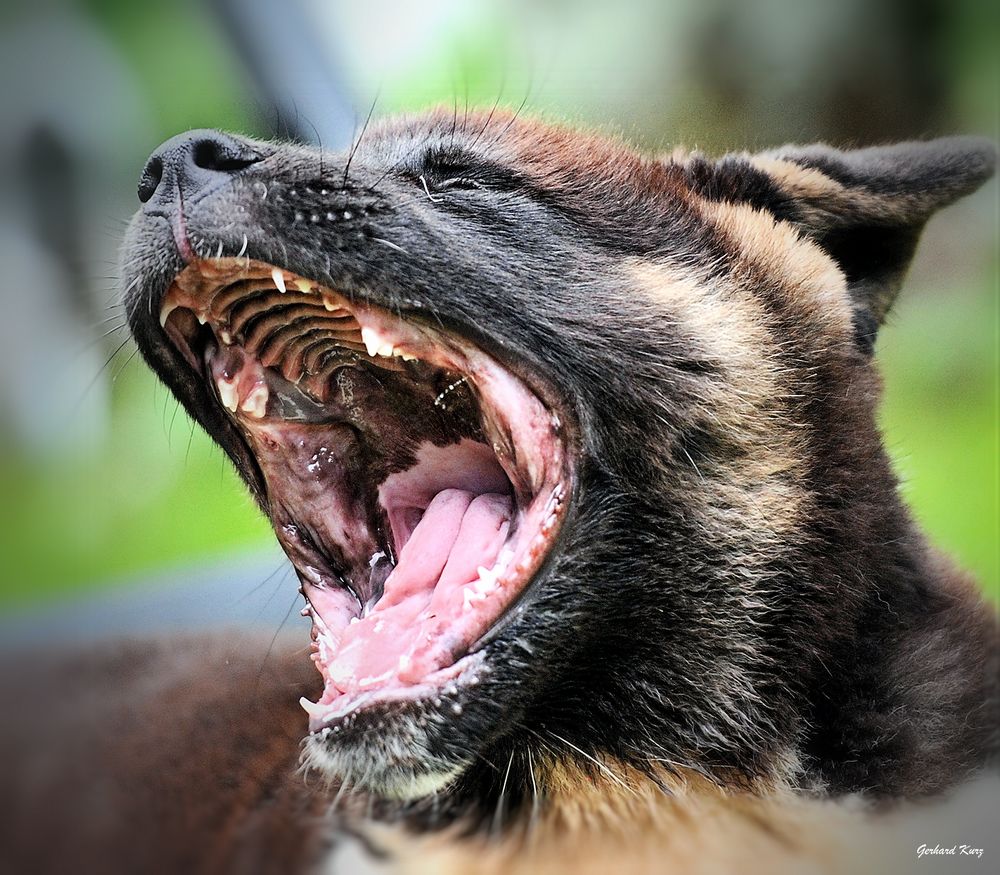 Suko - American Akita Welpe