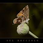 sul bocciolo