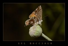 sul bocciolo