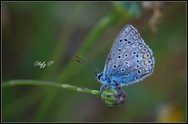 Sul bocciolo/On the bud