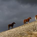 Sul crinale