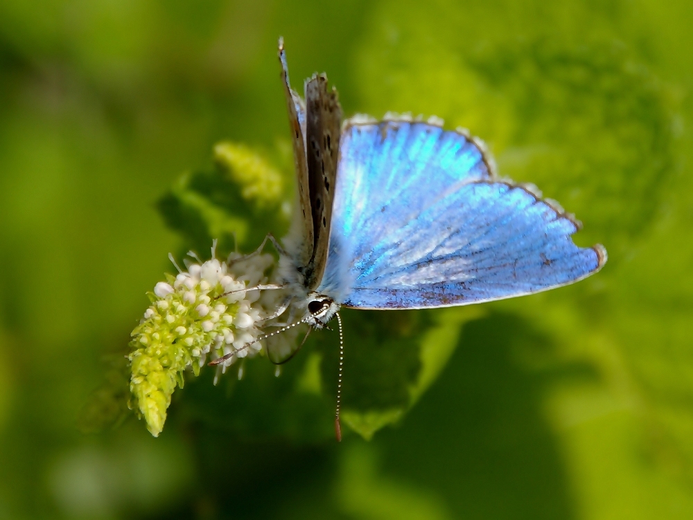 Sul fior di menta