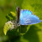 Sul fior di menta