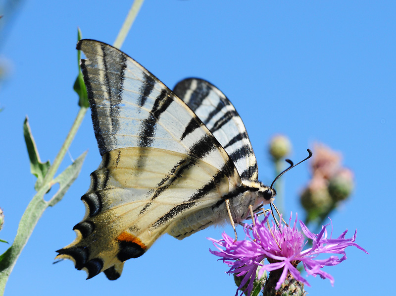 sul fiore