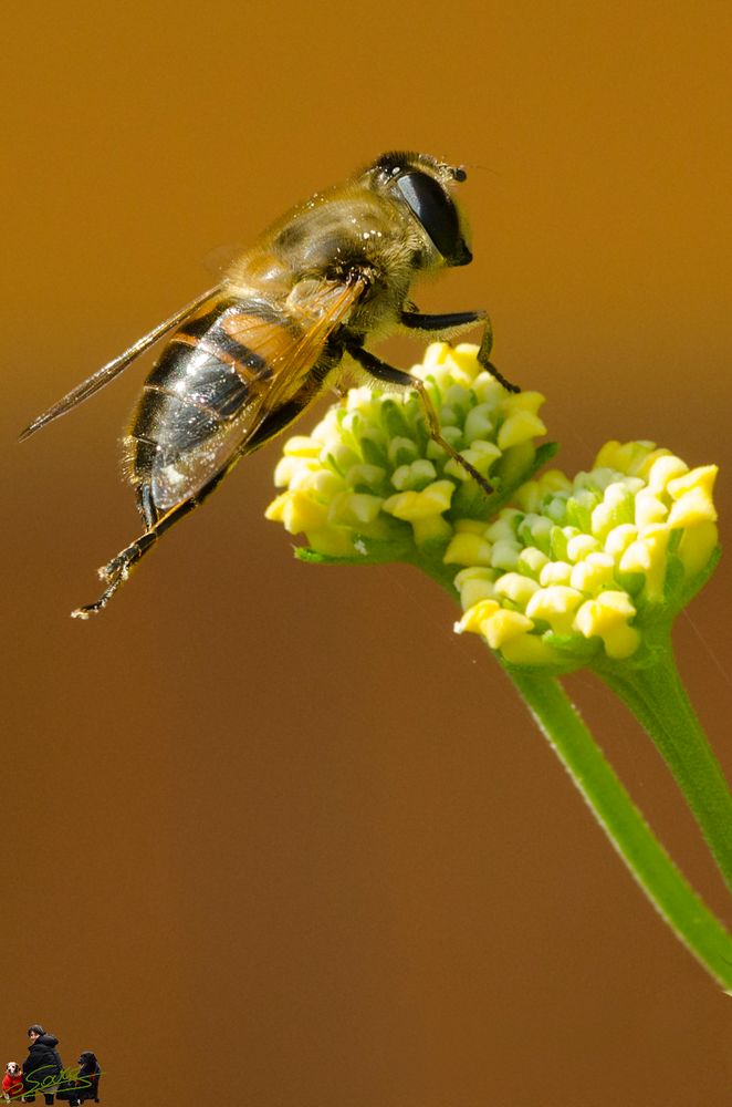 sul fiore