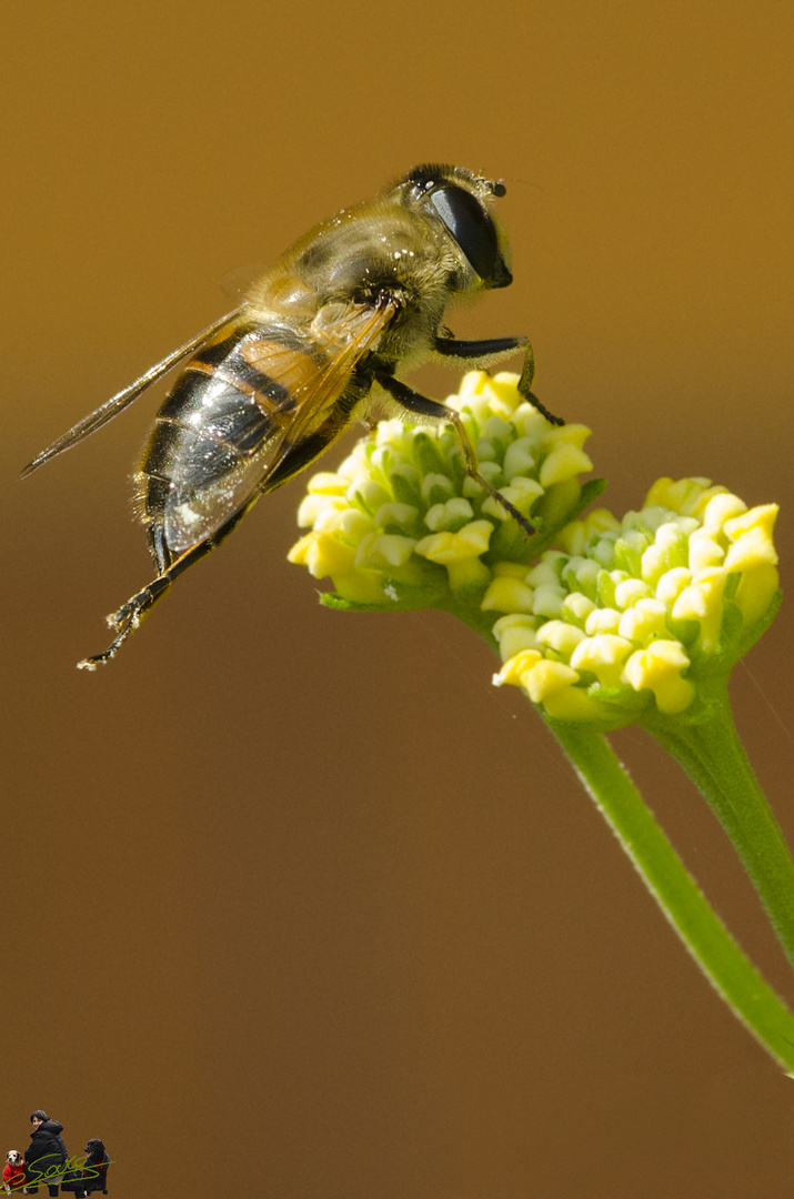 sul fiore