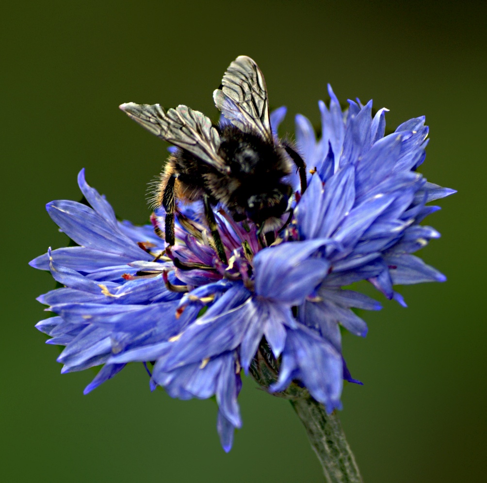 sul fiore azzurro...