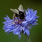 sul fiore azzurro...