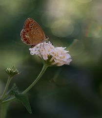 Sul fiore