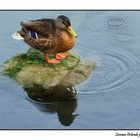 Sul fiume Corrib