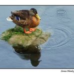 Sul fiume Corrib