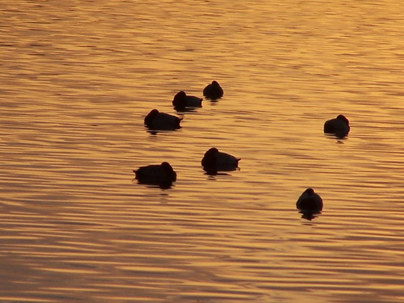 ...sul lago dorato....