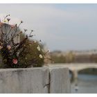 :: sul Ponte S. Angelo ::