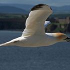 sula bassana -Basstölpel - northern gannet