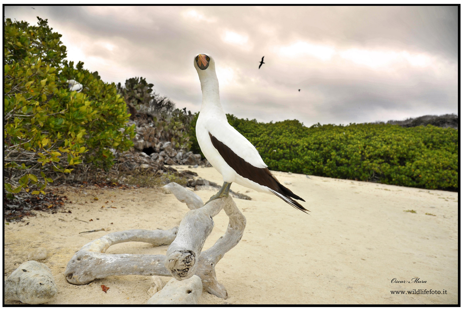 Sula di Nasca Galapagos workshop Oscar Mura https://www.wildlifefoto.it/