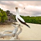 Sula di Nasca Galapagos workshop Oscar Mura https://www.wildlifefoto.it/