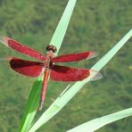 Sulawesi (2019), Libelle