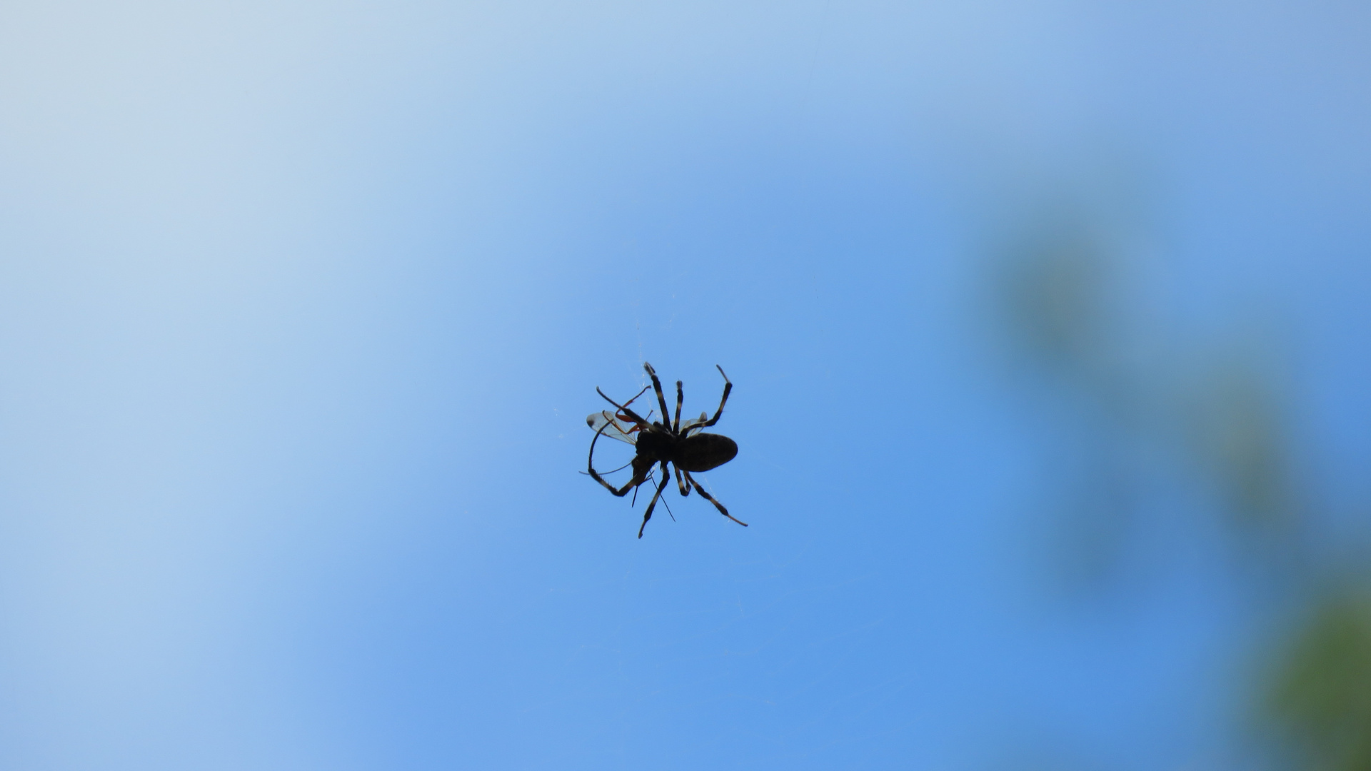 Sulawesi (2019). Spinne am seidenen Faden