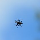 Sulawesi (2019). Spinne am seidenen Faden