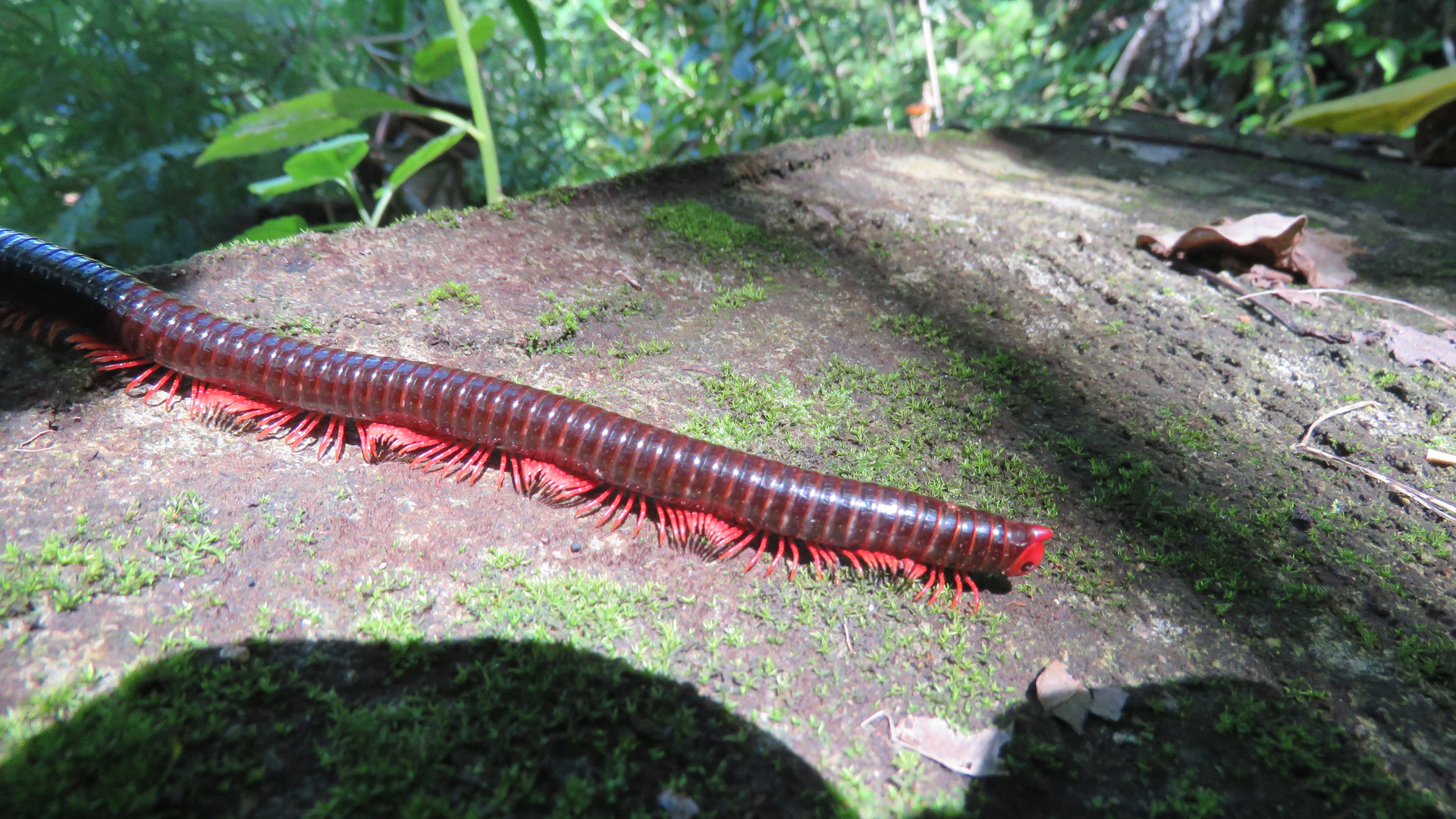 Sulawesi (2019). Tausendfüßer