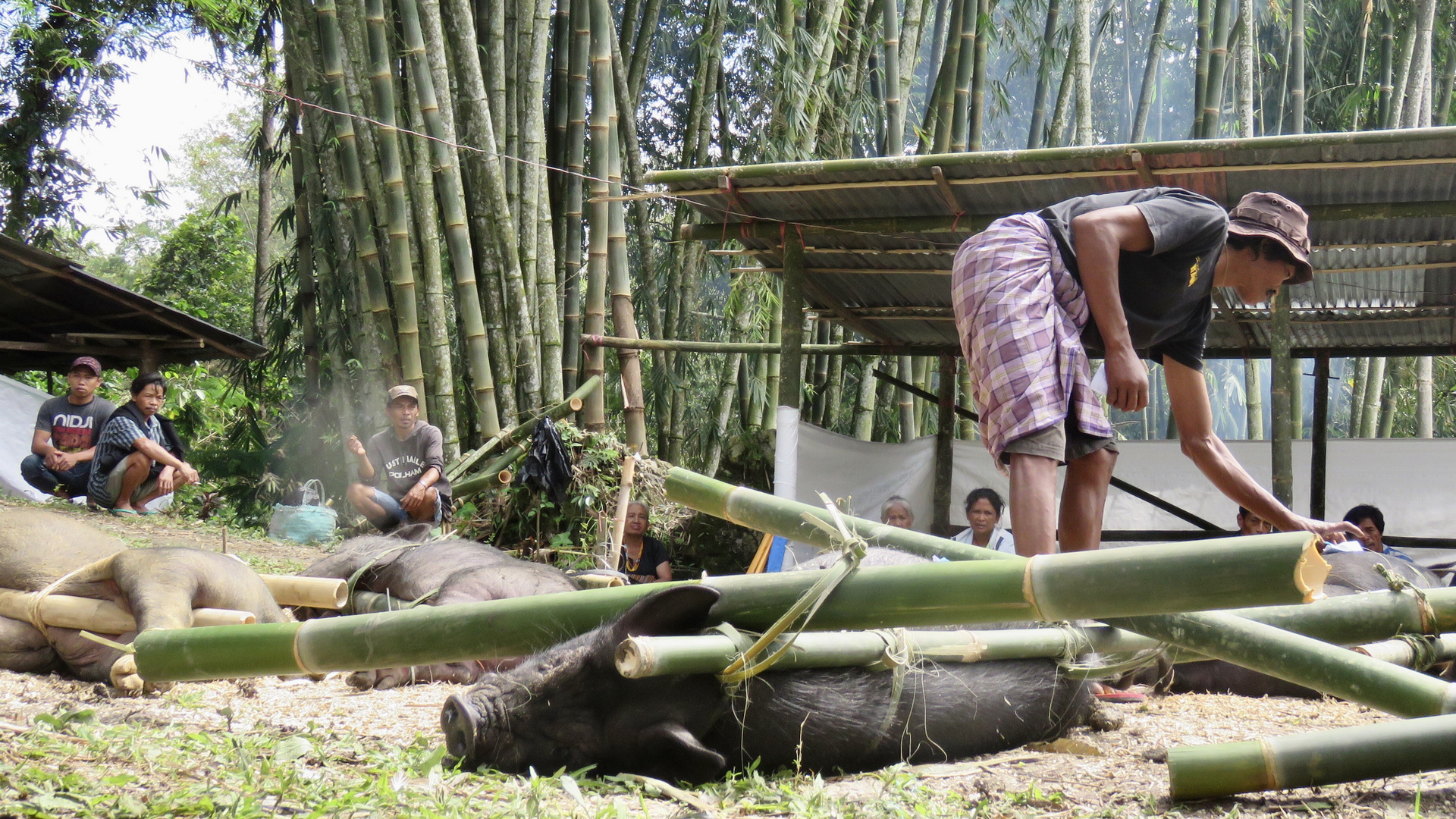 Sulawesi (2019), Toraja - Schweinefracht