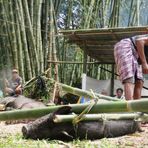 Sulawesi (2019), Toraja - Schweinefracht