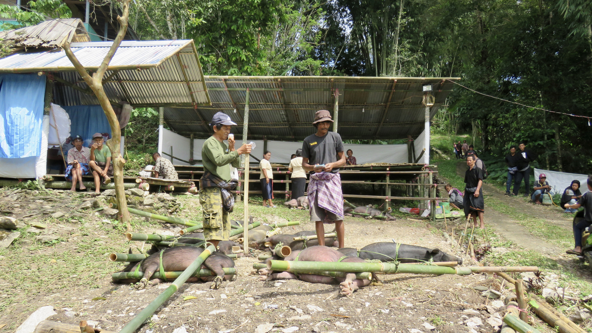 Sulawesi (2019), Toraja - Schweinefracht