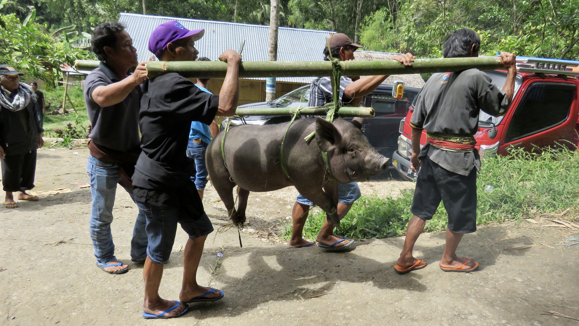 Sulawesi (2019), Toraja - Schweinefracht