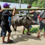 Sulawesi (2019), Toraja - Schweinefracht