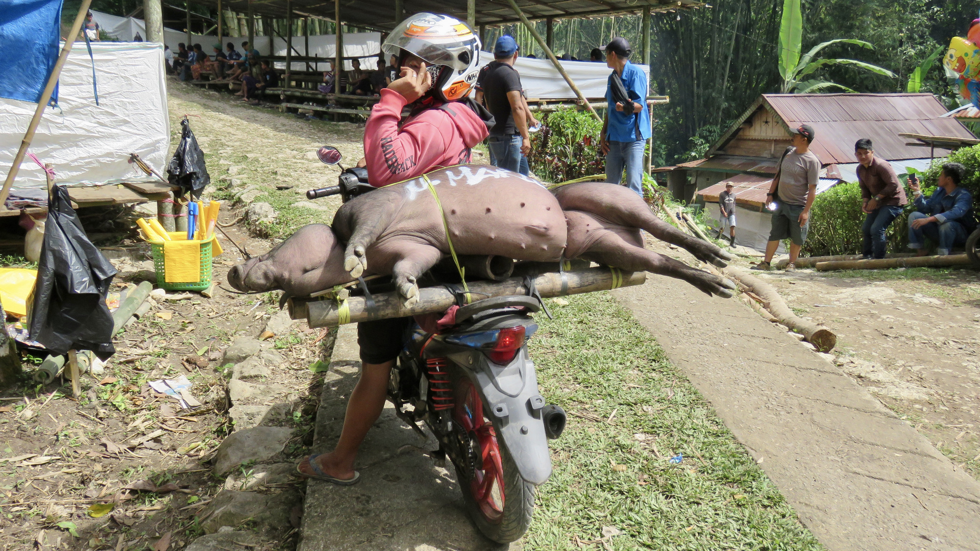 Sulawesi (2019), Toraja - Schweinefracht